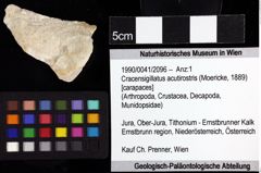 Foto (Objket + Etiketten) von Cracensigillatus acutirostris (Moericke, 1889) 